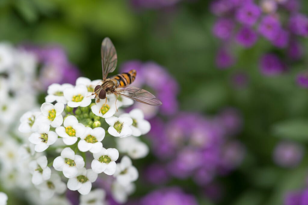 <i>Lobularia</i> [<span style="font-variant: small-caps;">Snow Princess</span>] ('Inlbusnopr')