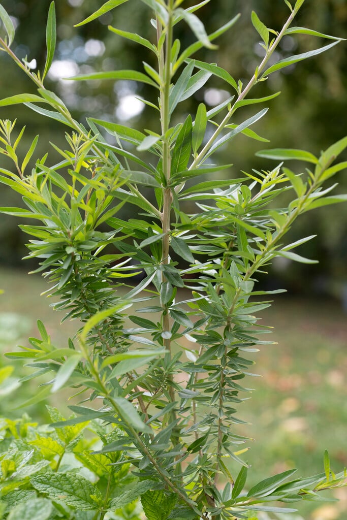 <i>Aloysia</i> <i>polystachya</i>