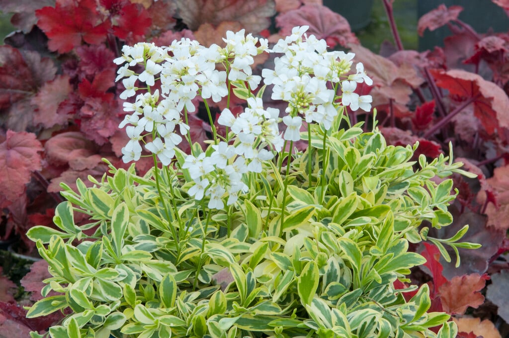 rock cress 'Old Gold'