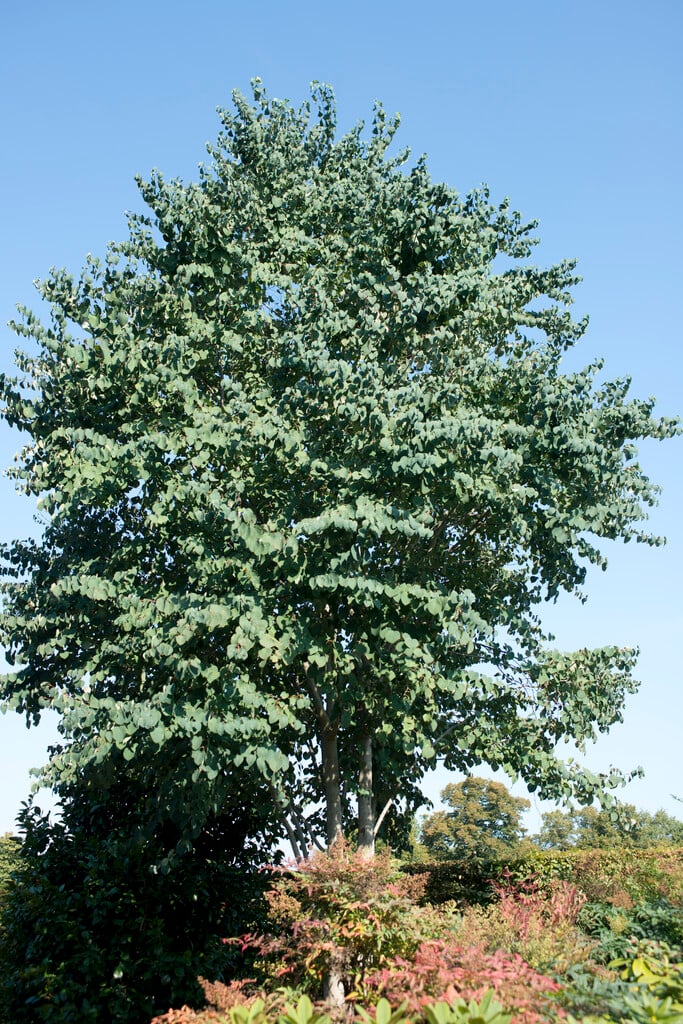 katsura tree
