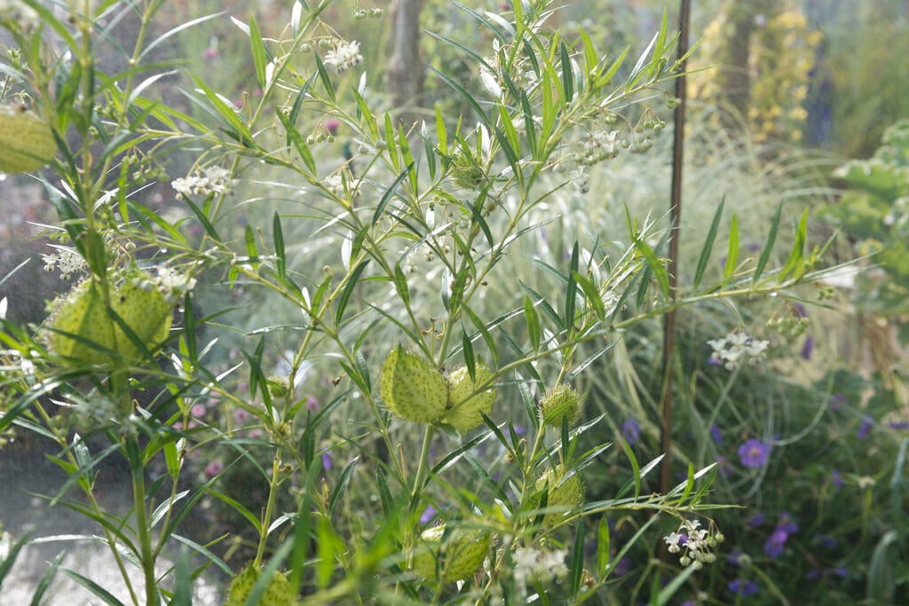 narrow-leaved cotton bush
