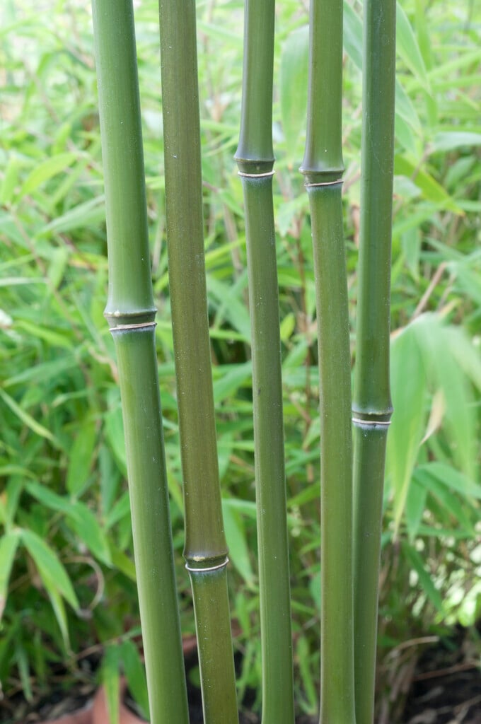 <i>Phyllostachys</i> <i>humilis</i>