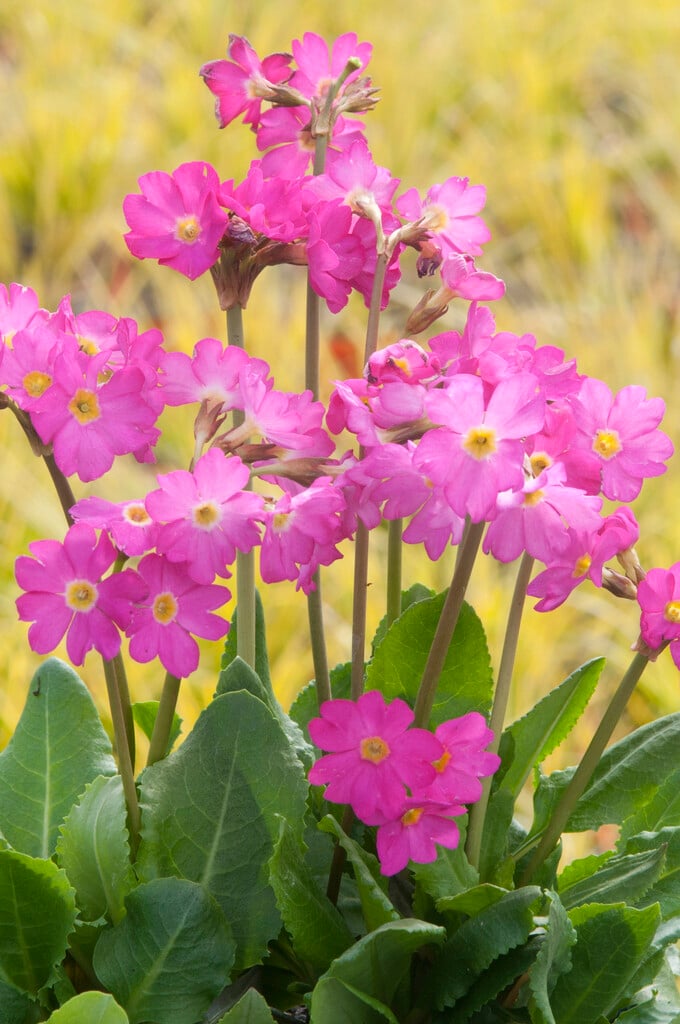 rosy primrose 'Grandiflora'