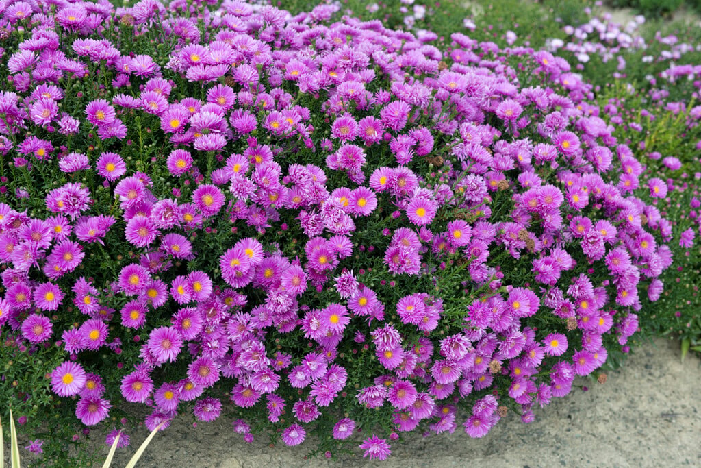 Michaelmas daisy 'Freda Ballard'