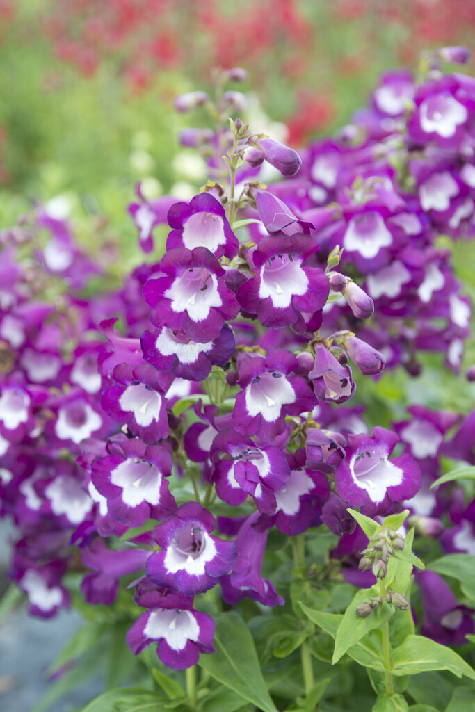 <i>Penstemon</i> × <i>mexicanus</i> 'Sunburst Amethyst'