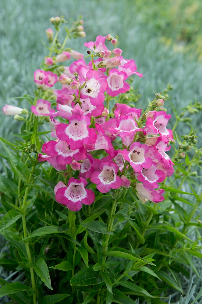 <i>Penstemon</i> × <i>mexicanus</i> 'Sunburst Ruby'
