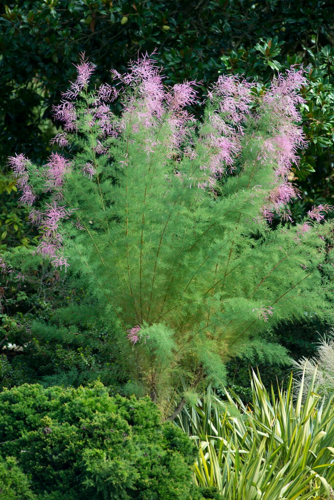 tamarisk