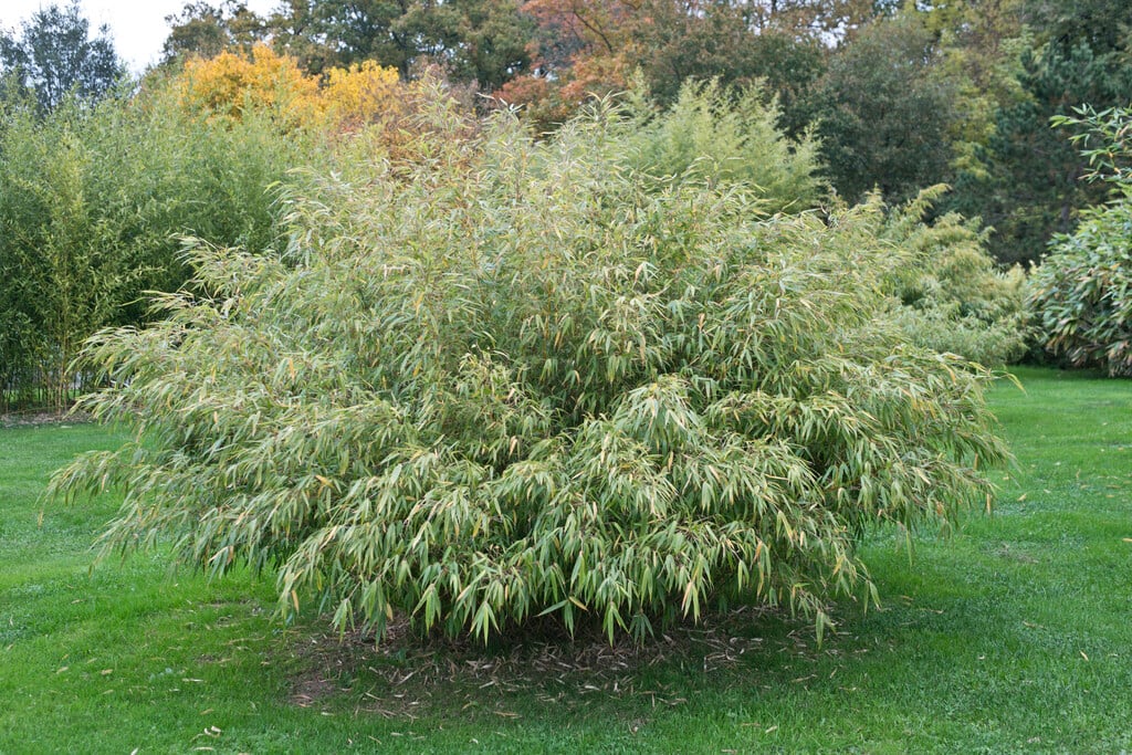 <em>Fargesia</em> <em>robusta</em> 'Pingwu'
