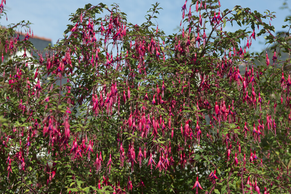 fuchsia 'Riccartonii'