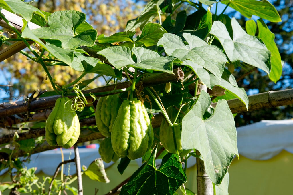 chayote