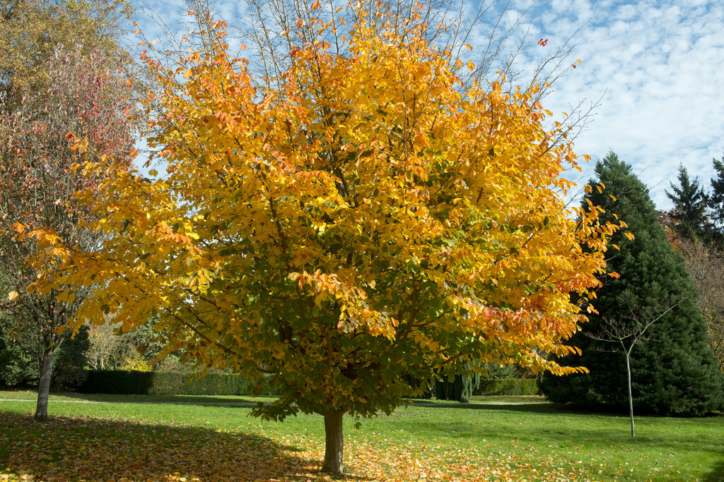 Persian ironwood