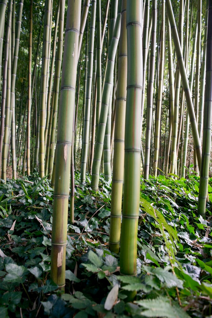timber bamboo
