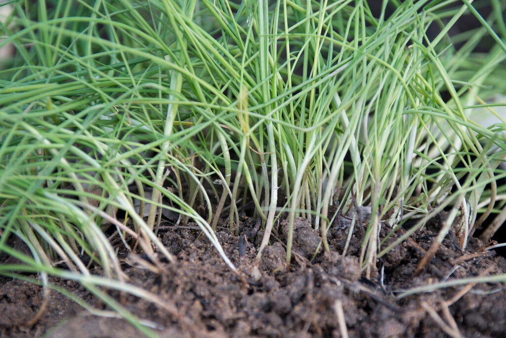 wild onion