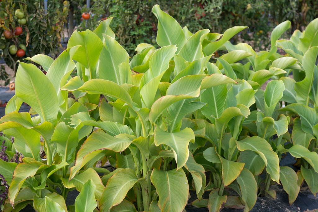 Queensland arrowroot