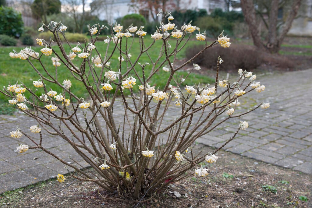 paperbush