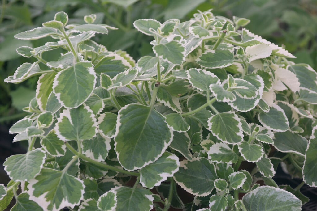 <i>Coleus</i> <i>amboinicus</i> 'Variegatus' (v)
