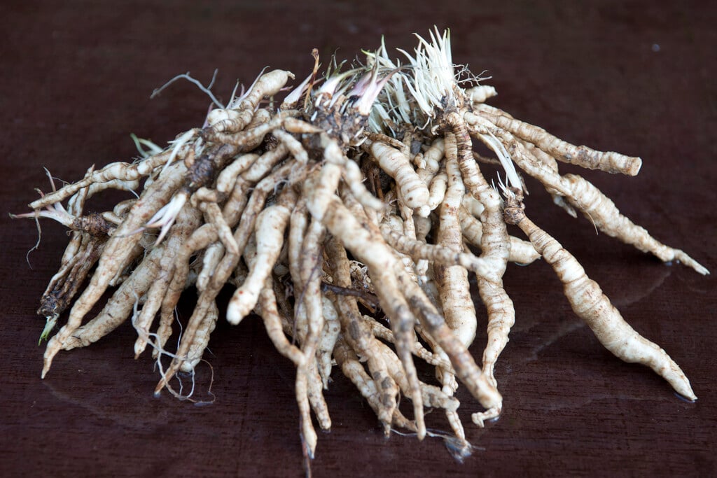 skirret