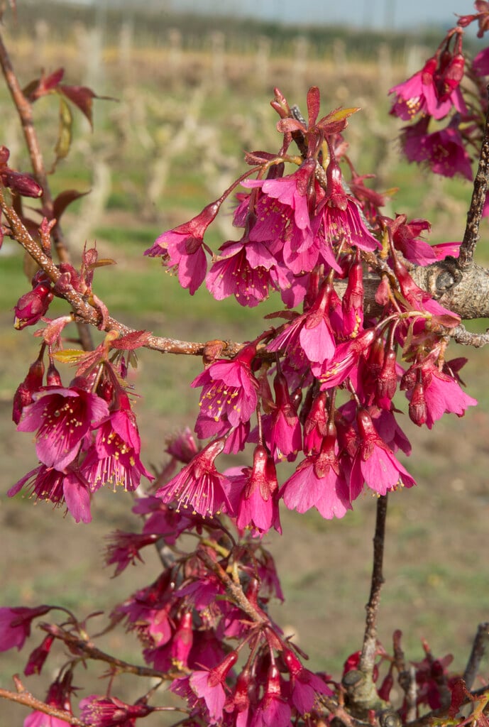 Taiwan cherry 'Felix Jury'