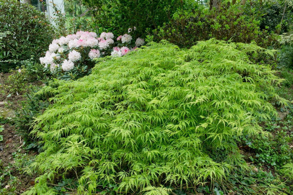 Japanese maple Dissectum Viride Group