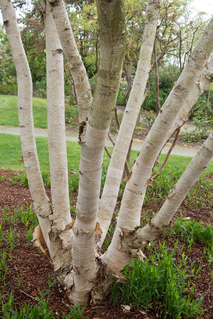 West Himalayan birch