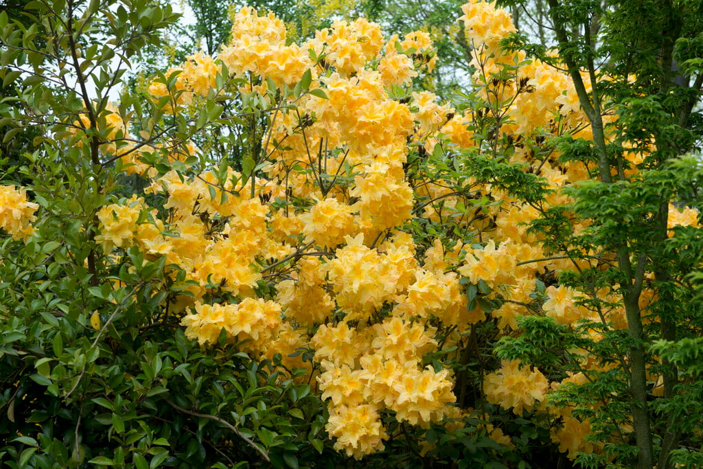 rhododendron 'Anneke'