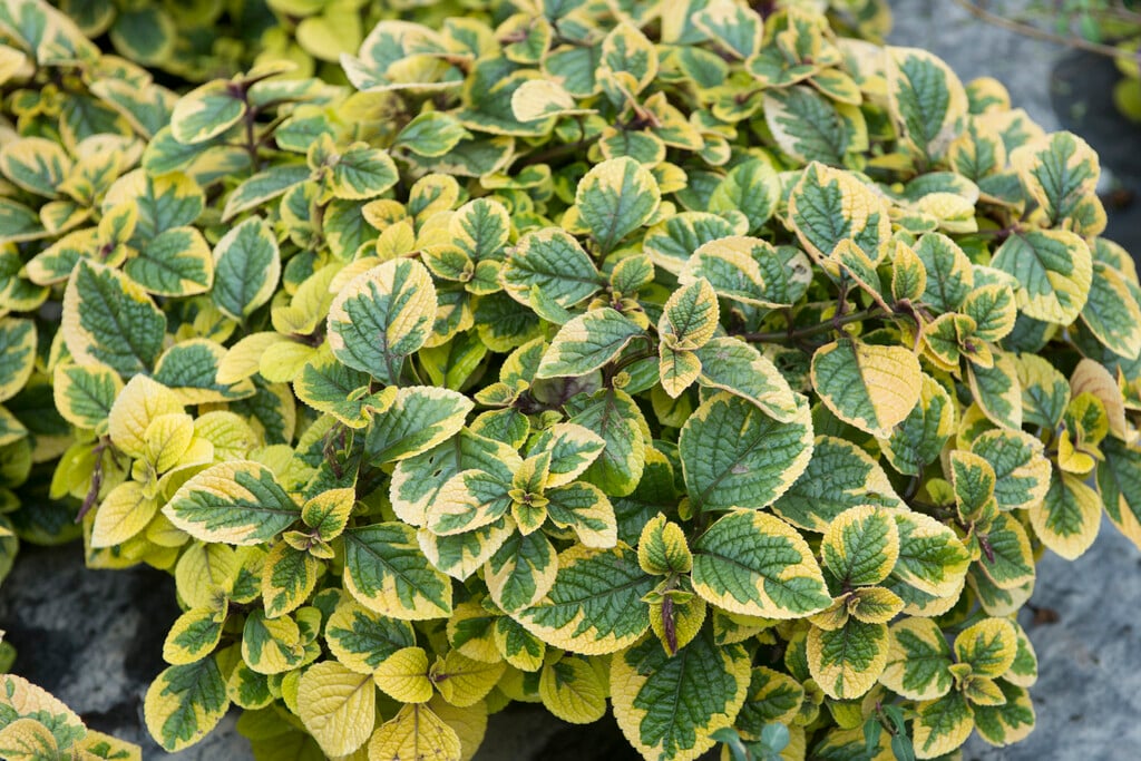 <i>Plectranthus</i> <i>ciliatus</i> 'Sasha' (v)
