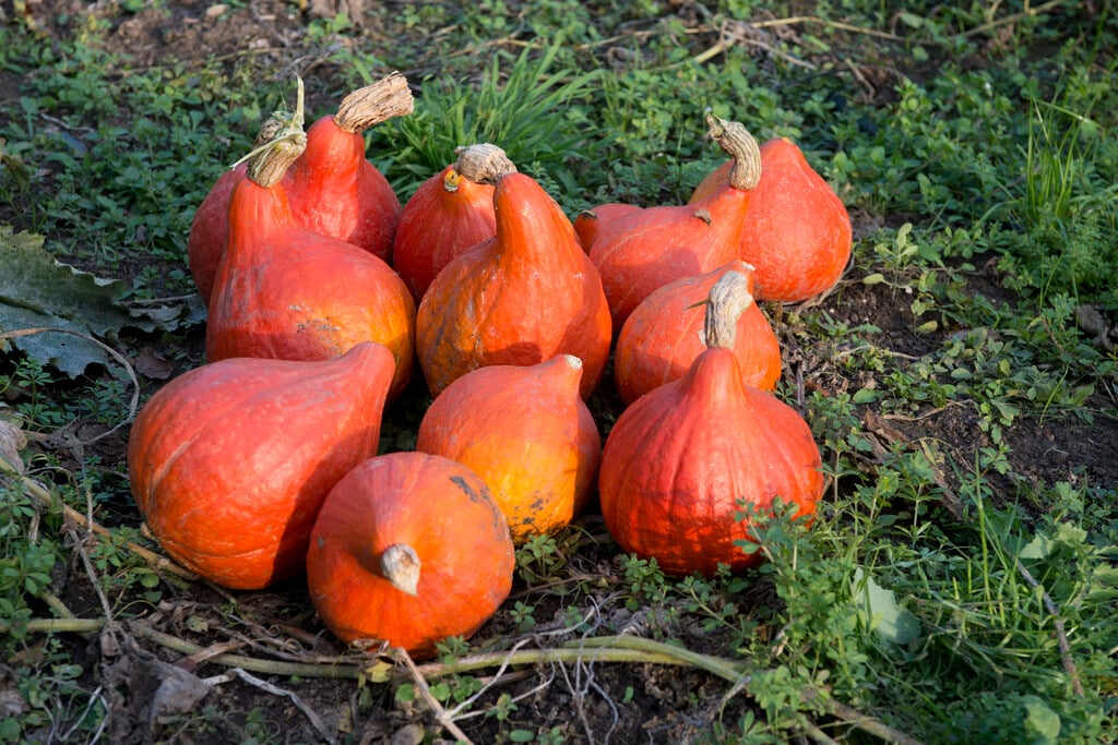 squash (onion) 'Red Kuri'