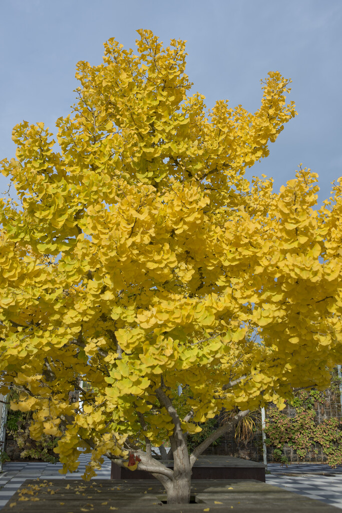 maidenhair tree