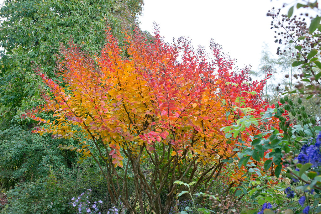 crape myrtle