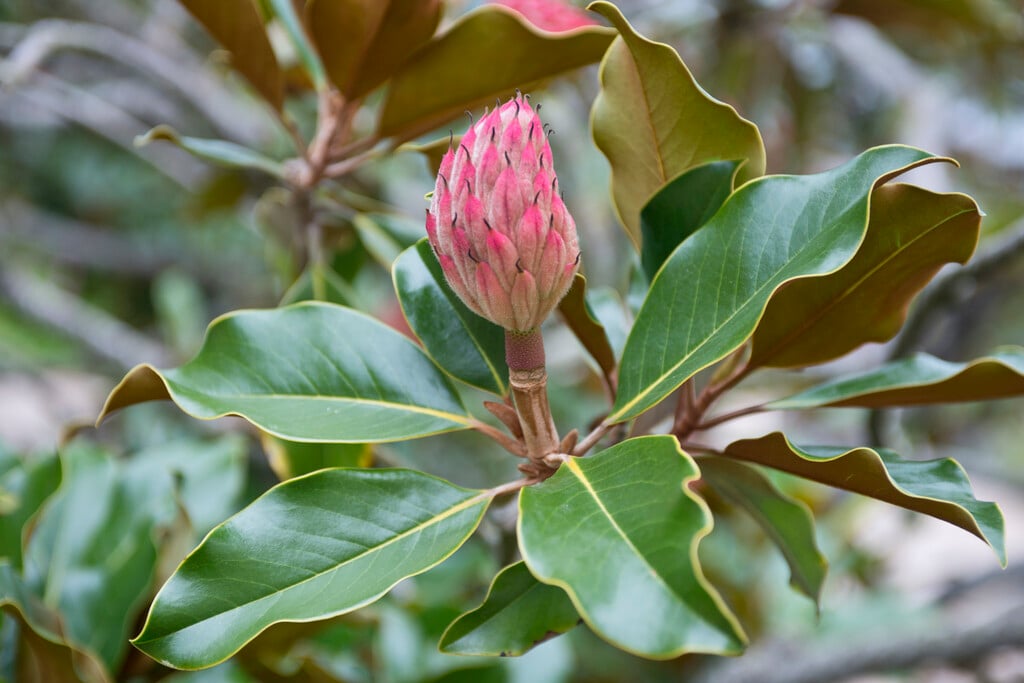 evergreen magnolia