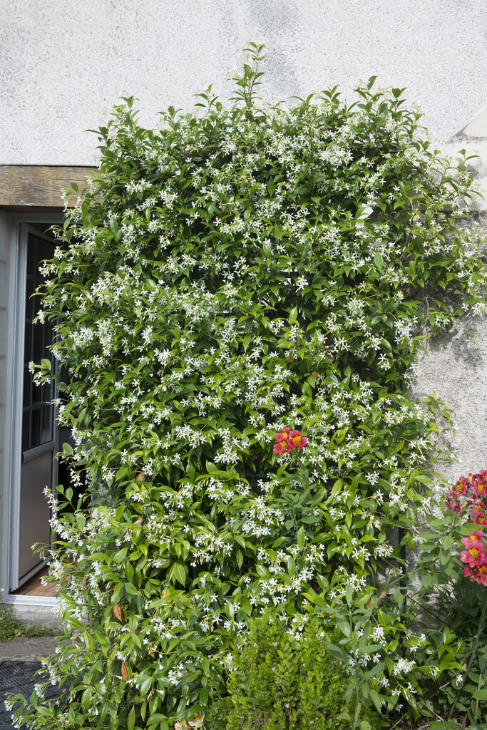 star jasmine