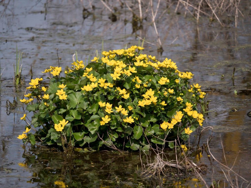 Caltha palustris