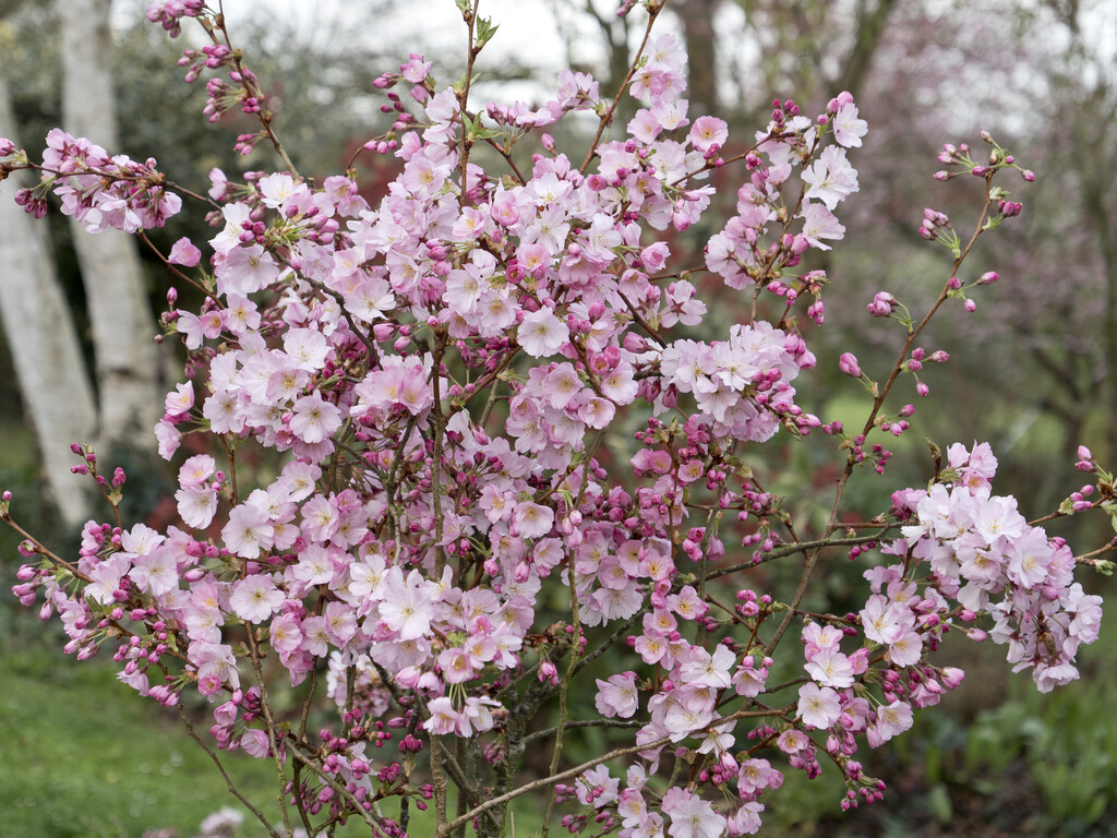 cherry 'Accolade'