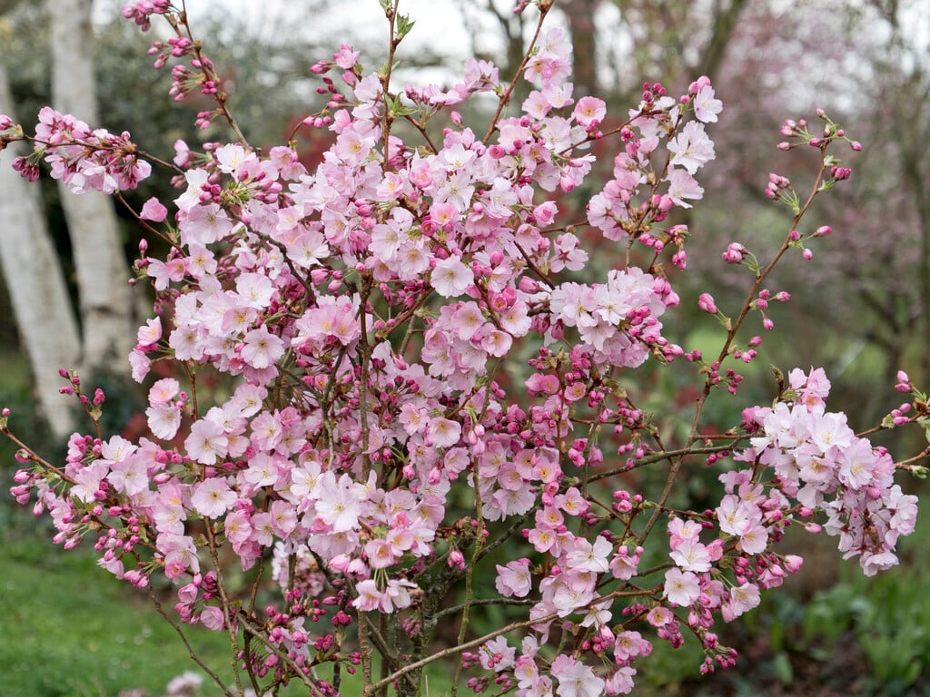 cherry 'Accolade'