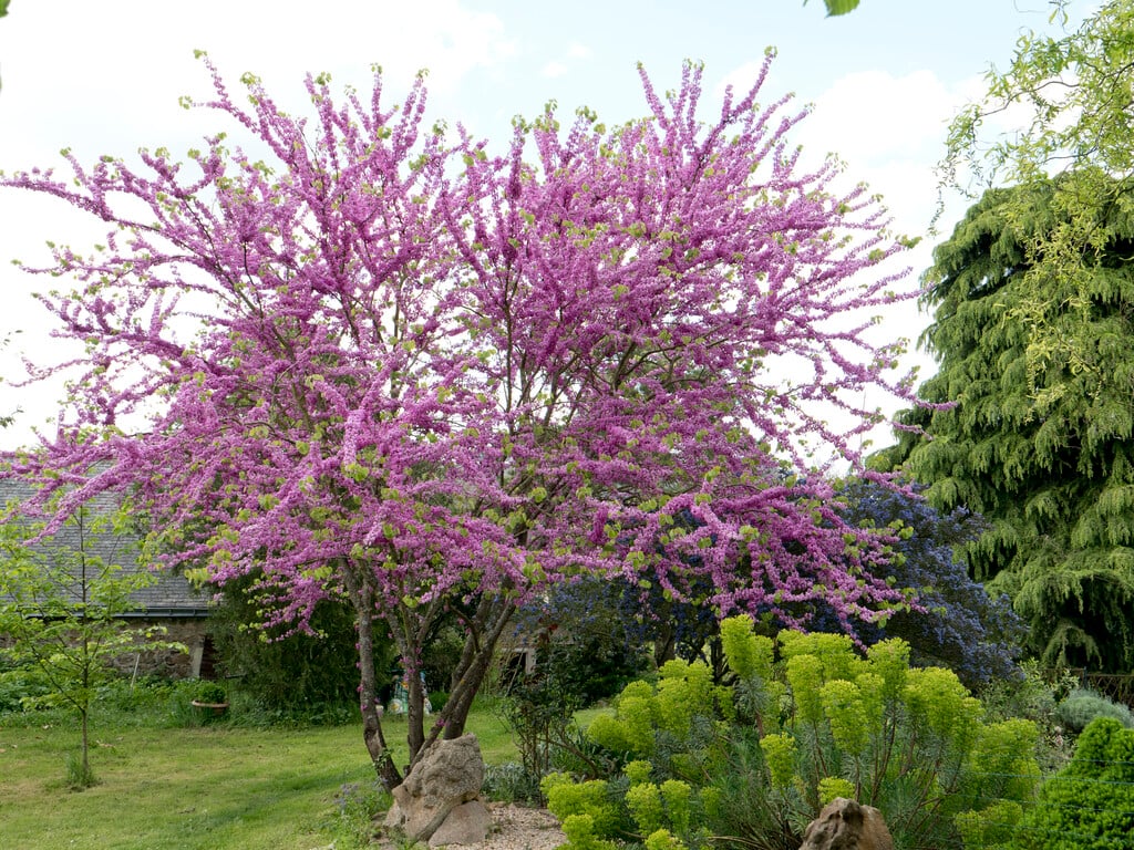 Judas tree