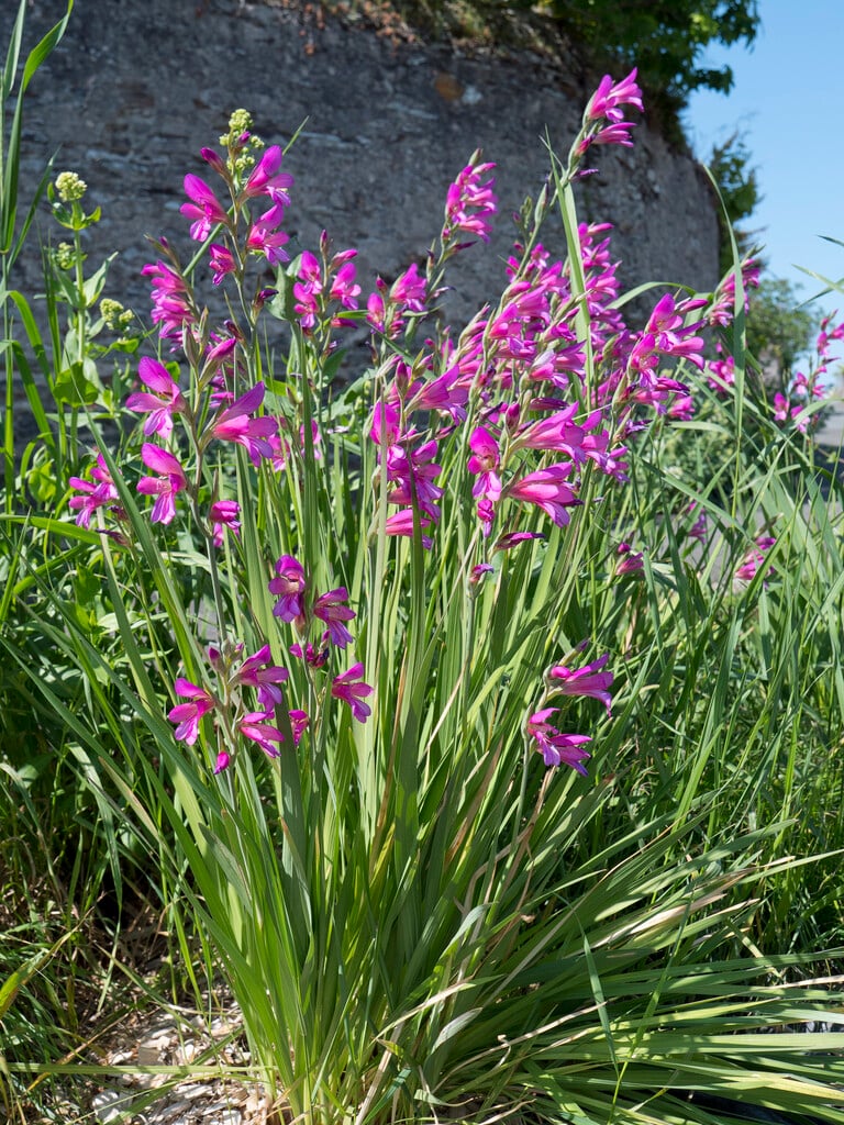 Gladiolus nanus &Byzantinus& Byzantine gladiolus Bulbs/RHS Gardening