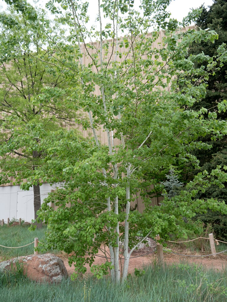 American aspen
