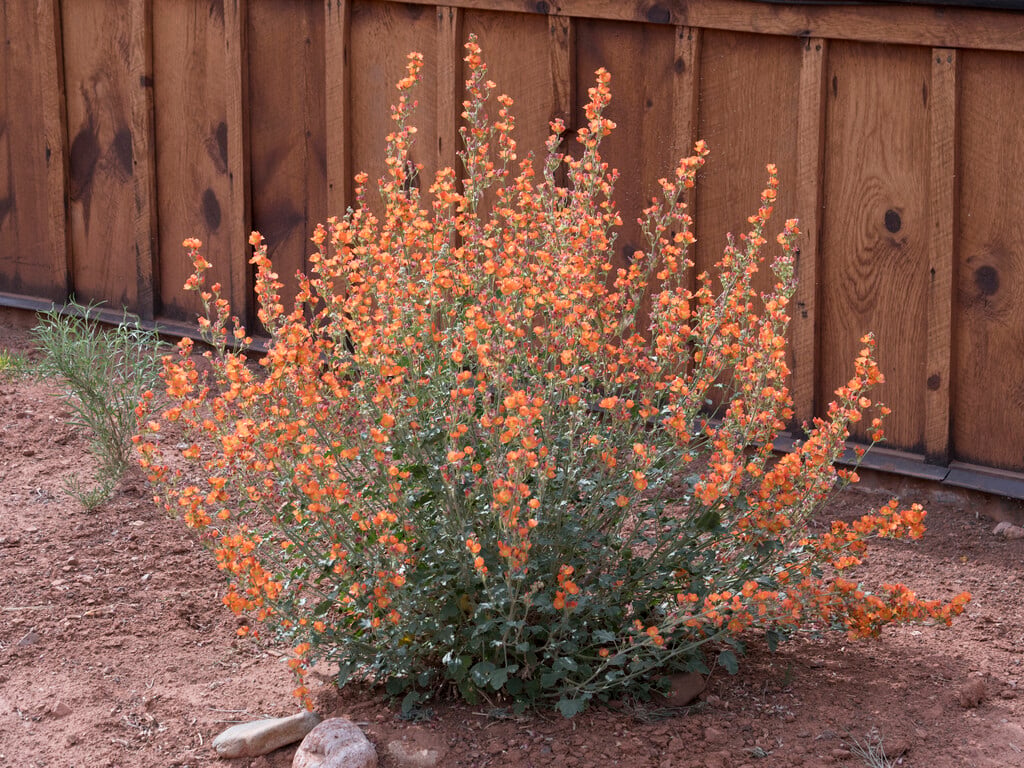 desert mallow
