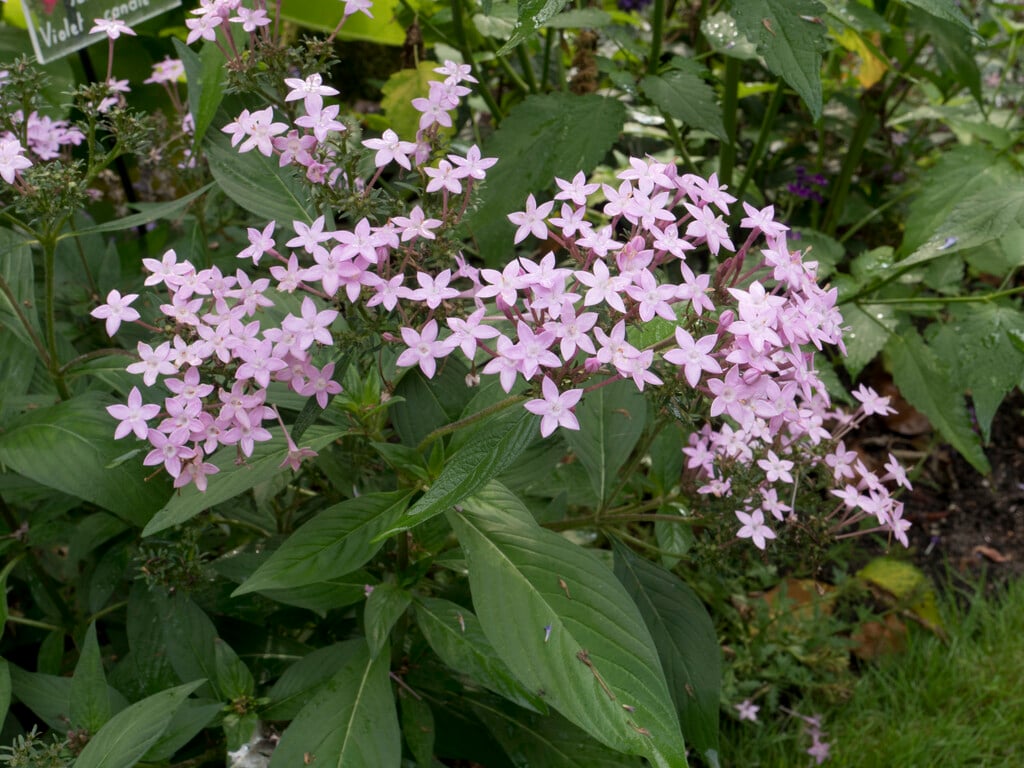 <i>Pentas</i> <i>lanceolata</i> [<span style="font-variant: small-caps;">Northern Lights Lavender</span>] ('99/280-6')