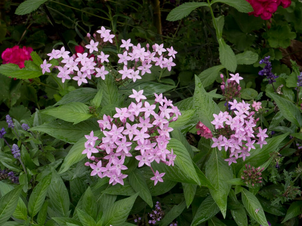 <i>Pentas</i> <i>lanceolata</i> [<span style="font-variant: small-caps;">Northern Lights Lavender</span>] ('99/280-6')