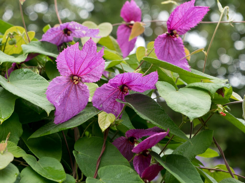 Costa Rican butterfly vine