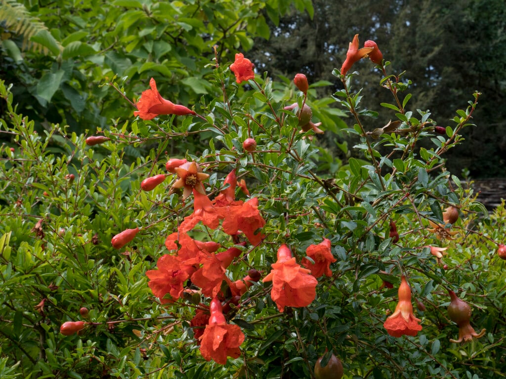 dwarf pomegranate