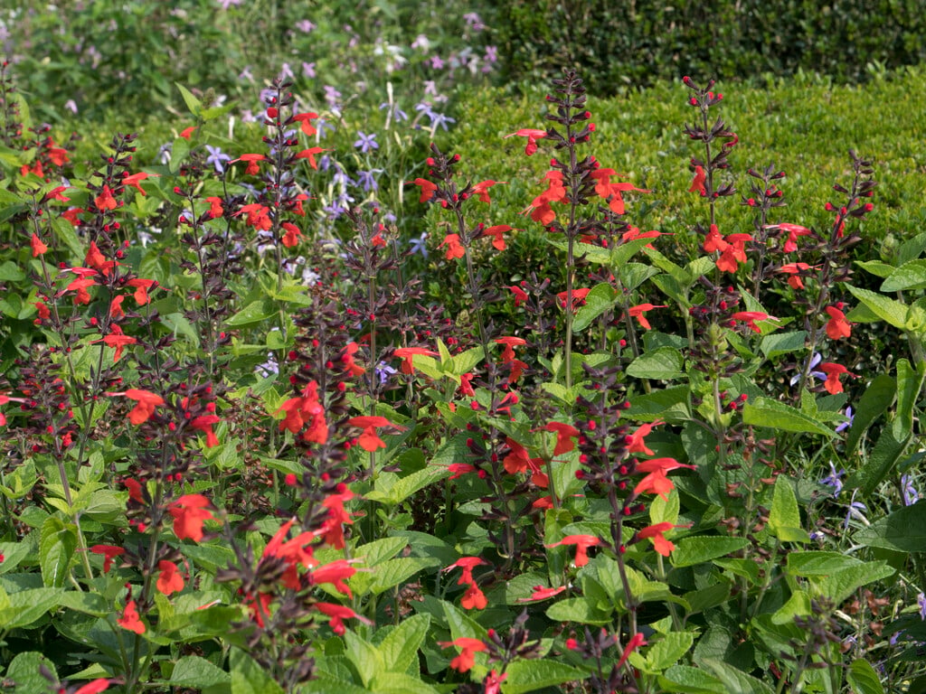 <i>Salvia</i> <i>coccinea</i> 'Forest Fire'