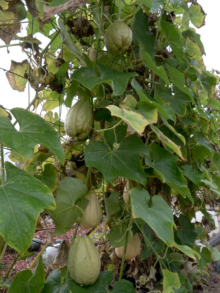 chayote