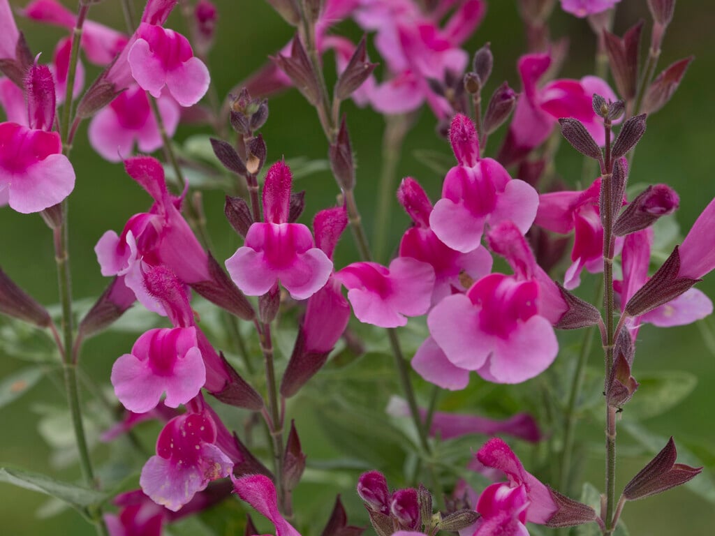 autumn sage 'Icing Sugar'