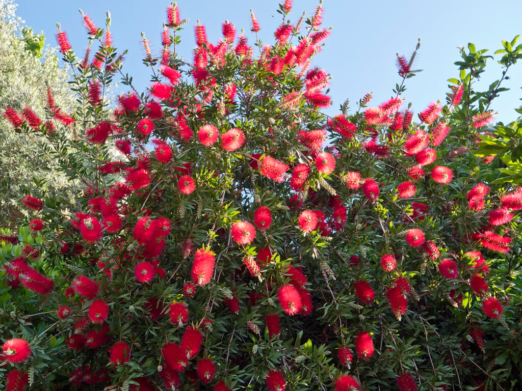 crimson bottlebrush 'Splendens'