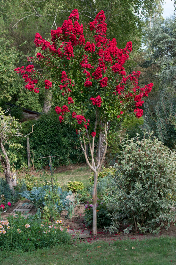 crape myrtle [Dynamite]