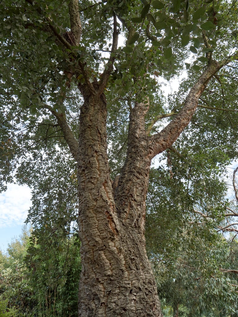 cork oak