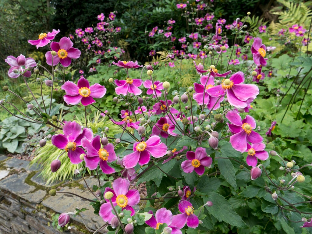 Japanese anemone 'Splendens'