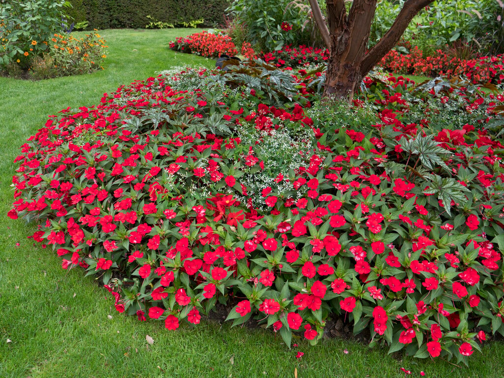 <i>Impatiens</i> [<span style="font-variant: small-caps;">SunPatiens Compact Red</span>] ('Sakimp030') (SunPatiens Series) (NG)